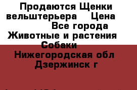 Продаются Щенки вельштерьера  › Цена ­ 27 000 - Все города Животные и растения » Собаки   . Нижегородская обл.,Дзержинск г.